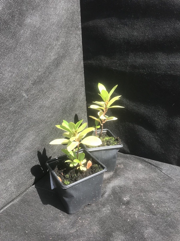 Рододендрон Гаага 1 шт Р9